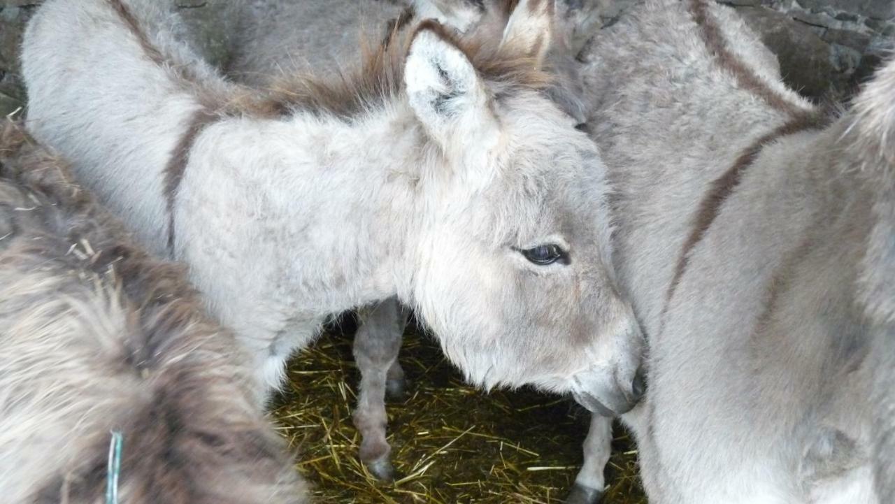Gite "Cadichon" Munster  Exteriör bild